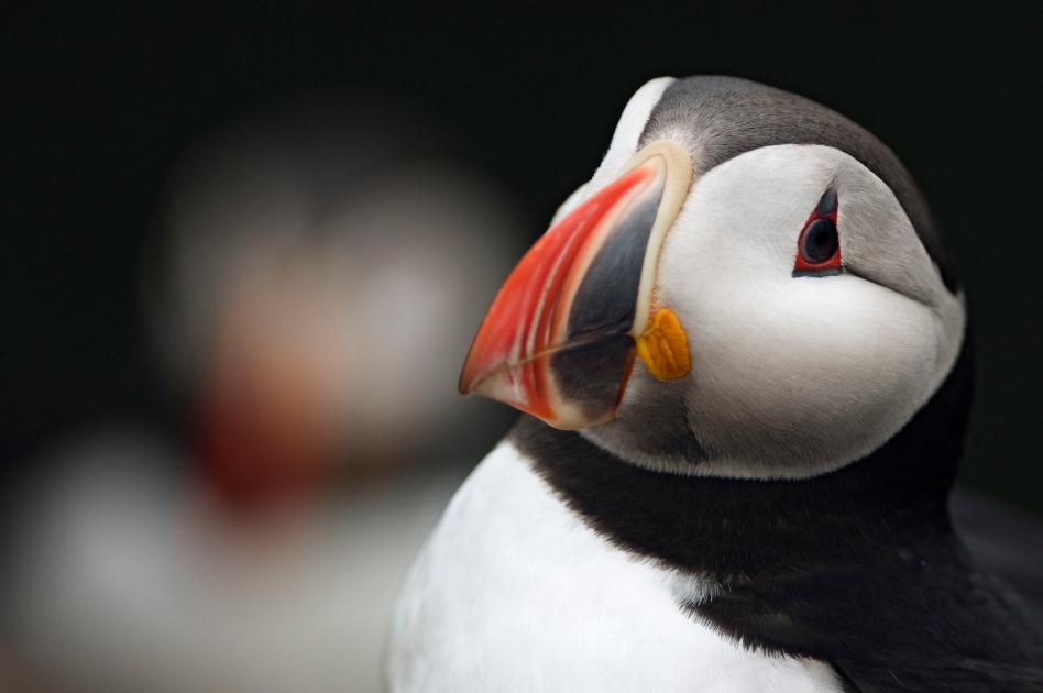 9 UK species affected by climate change WWF